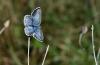 350135 – Photo : Numayta – France (68)